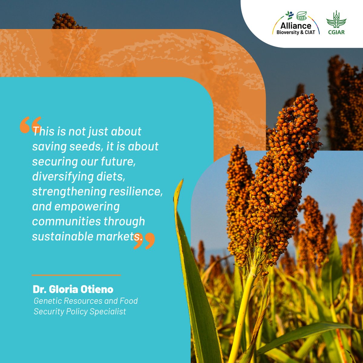 📰 #InTheNews | Could traditional crops be the foods of the future? 🌱
Dr. Gloria Otieno from the Alliance highlights how finger millet &amp; amaranth are making a comeback by boosting nutrition, livelihoods &amp; climate resilience. 🌍 
Read via <a href="/TheStarKenya/">TheStarKenya</a> 👇 allbiociat.org/42xT7Mi