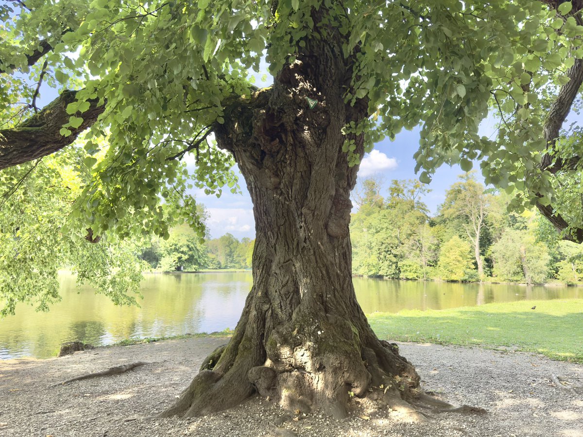 For #thicktrunktuesday one of the old linden trees in the park of Nymphenburg castle, Munich.  Eine uralte Linde im Nymphenburger Park.