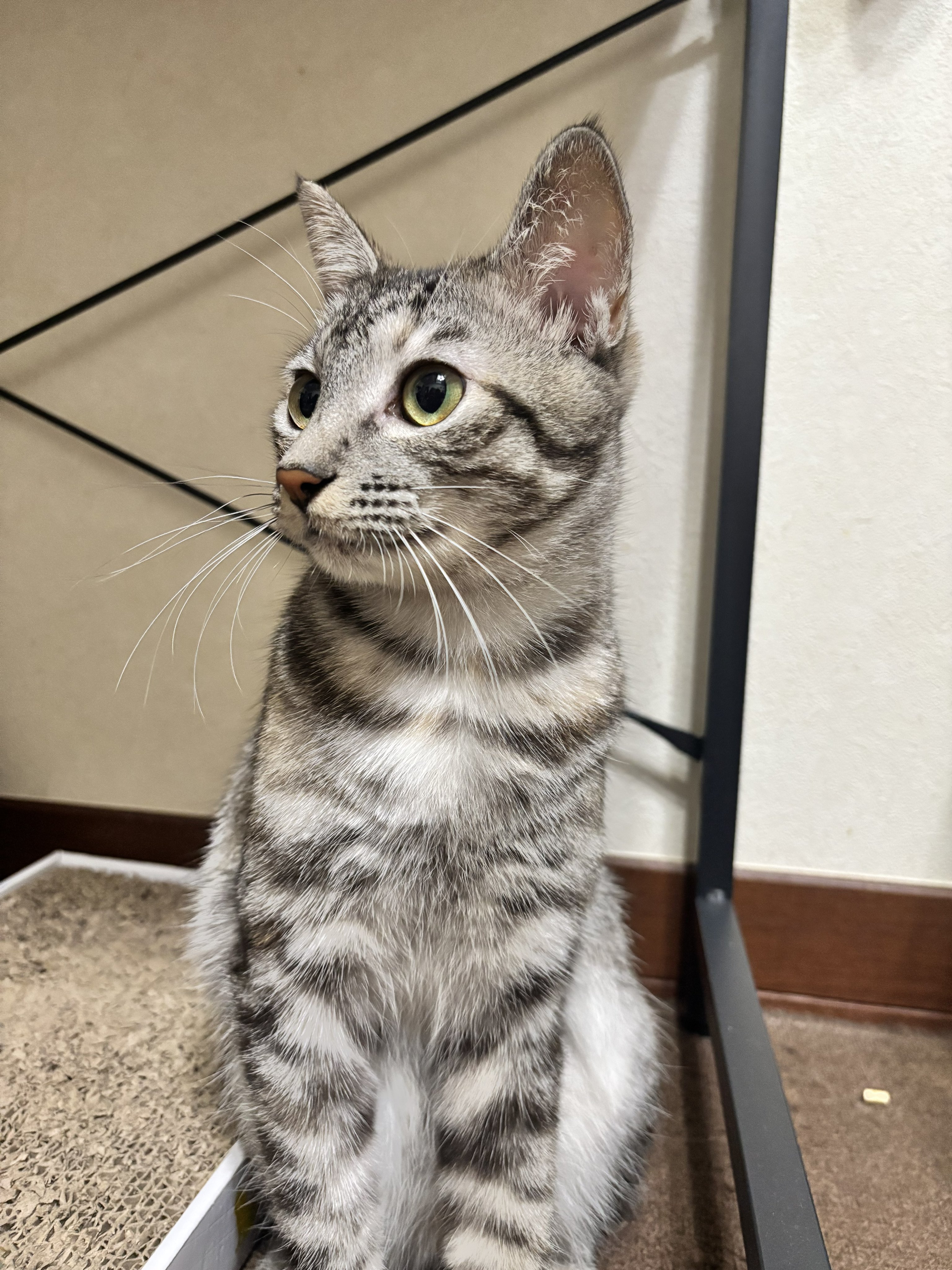 猫 信玄🐍 on X: 