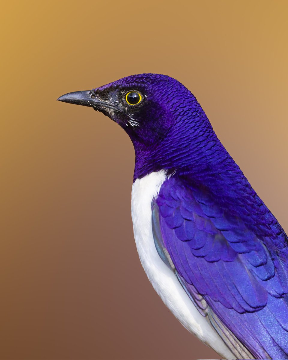Kenyanbirder tweet media