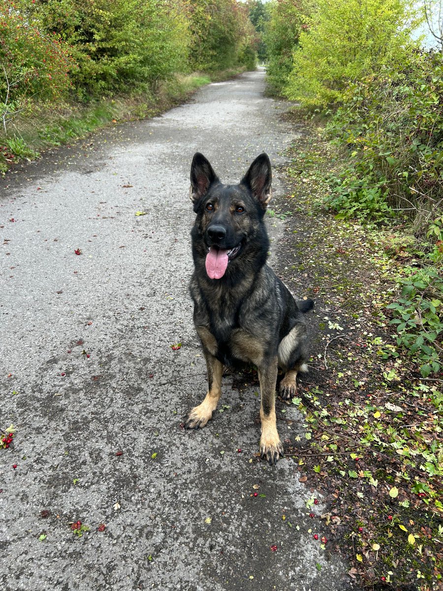 Off road bikes are real nuisance, within our communities.
Pd Xena was out on patrol with her handler, when he spotted two males in balaclavas, the males jumped on a motorcycle before being blocked in.
The males made off  🏃‍♂️ with Xena in hot pursuit .
One detained &amp; in custody 🐾