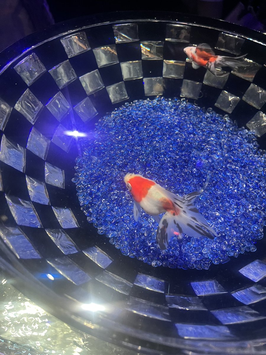 アクアリウム行ってきた〜