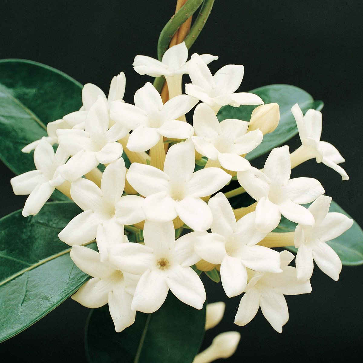 callaiaofdelos's tweet photo. ── .✦ callaia looked down at the bouquet of flowers she collected. to be honest, she had almost completely forgotten they were there. 

❝ they're beautiful, arent they? stephanotis' are certainly my favourite flowers. ❞

── .✦ a pause. 

❝ for you, my dear. ❞ https://t.co/lY5H96WBmg