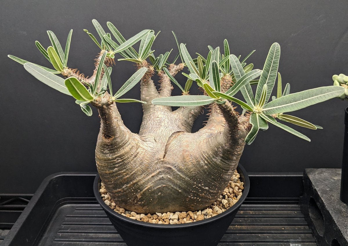 グラキリス ベアルート 現地球 ファイナルラストサマーセール品_16 グラキリス ベアルート 現地球 ファイナルラストサマーセール品_16 発