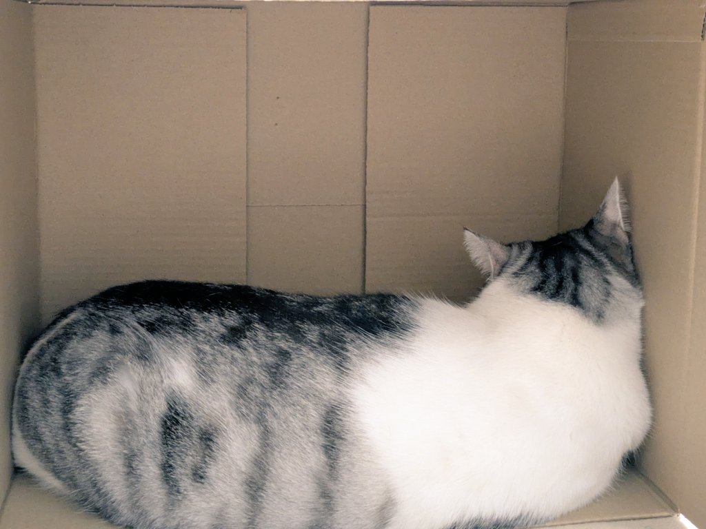 段ボールの中で変な顔して寝てるから写真撮ってたら怒られちった。