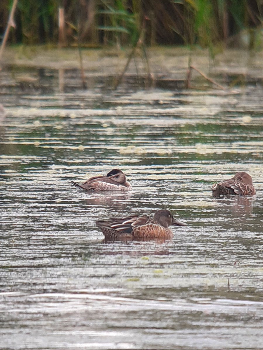 JeremyGaskell's tweet image. The female Ruddy Duck with Shovelers on Leathes Ham, Lowestoft at 1425hrs. At least 34 Gadwall present so there seems to have been an influx despite prevailing SW winds. I wondered if a Chiffchaff with a call closer to 'see-ut' than to 'hweet' was also from further East.