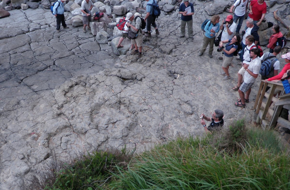 大人が座れるほどのサイズの巨大な恐竜の足跡の化石