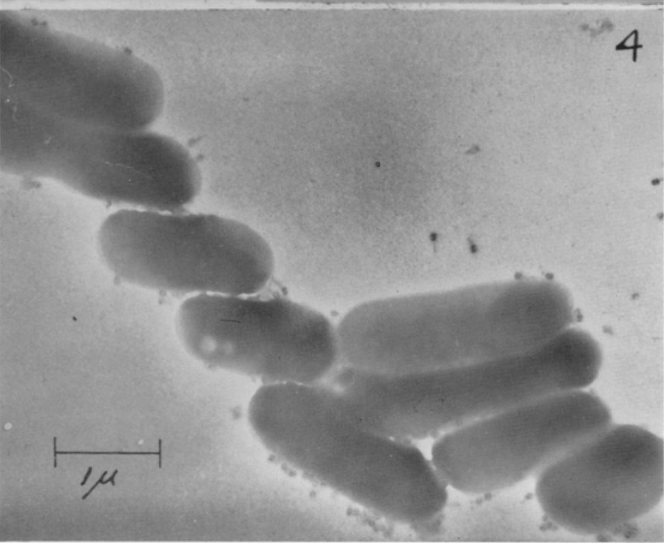 NikoMcCarty's tweet image. In the early 1940s, there was intense debate about the “true nature” of bacteriophages, the little viruses that infect bacteria.

Some biologists argued that they were bacterial enzymes, whereas others believed they were their own viral entities.

In 1940, Ernst Ruska (the same…
