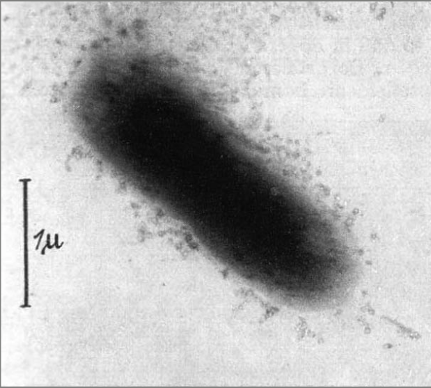 NikoMcCarty's tweet image. In the early 1940s, there was intense debate about the “true nature” of bacteriophages, the little viruses that infect bacteria.

Some biologists argued that they were bacterial enzymes, whereas others believed they were their own viral entities.

In 1940, Ernst Ruska (the same…
