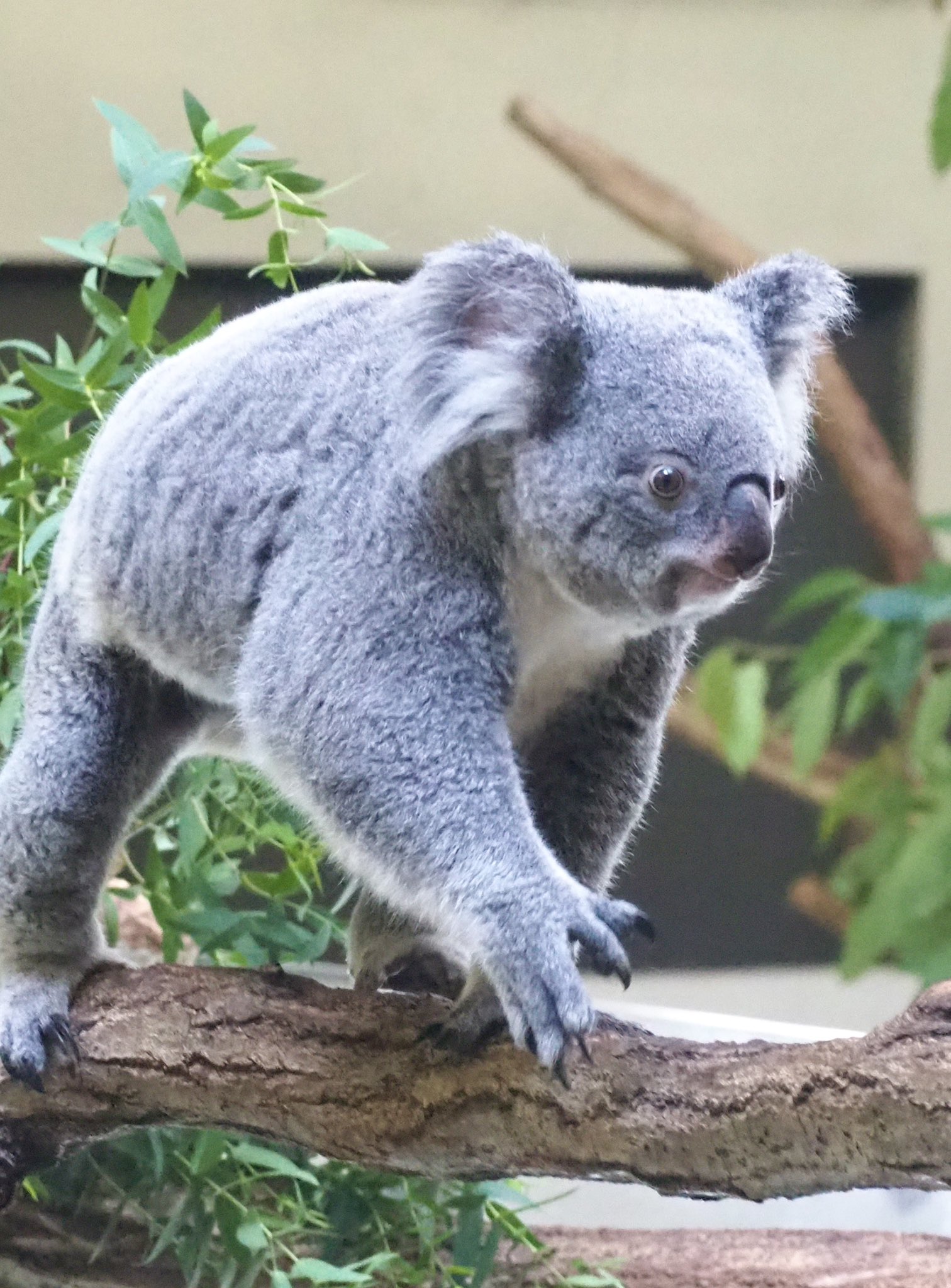 マリーちゃん☆コアラちゃんと桜餅のストラップ　他全6点 チャンスくん商品/マリーンズオンラインストア｜ MARINES ONLINE