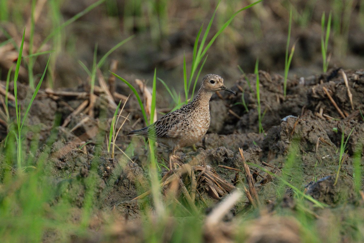 Buff-breasted Sandpiper：Elegant buffy sandpiper; Breeds on Arctic tundra. During migration, found in dry habitats such as plowed fields, sod farms, and higher areas of beaches. Winters in South America. 
BUT I FOUNDED IT IN CHINA!

#birding #Sandpiper #photograghy