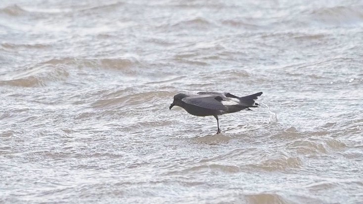 Hasan Al-Farhan tweet media