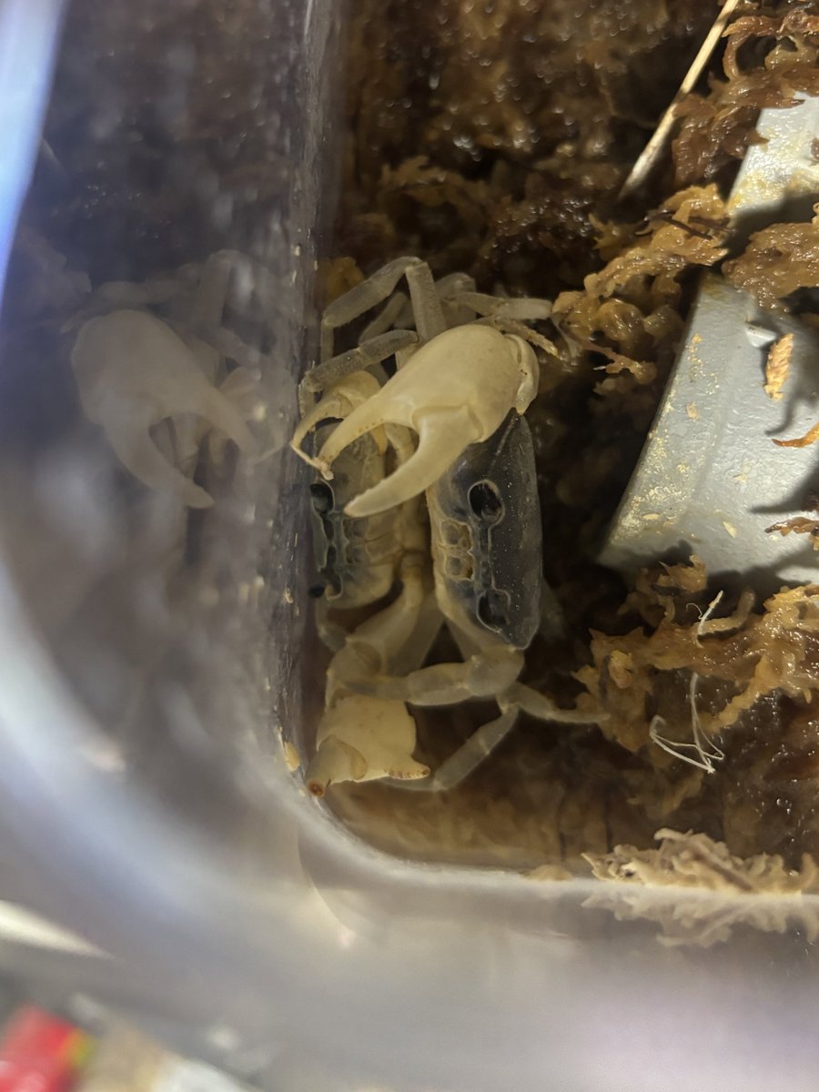 サワガニマニアック (@sawagani_maniac) / Posts / X