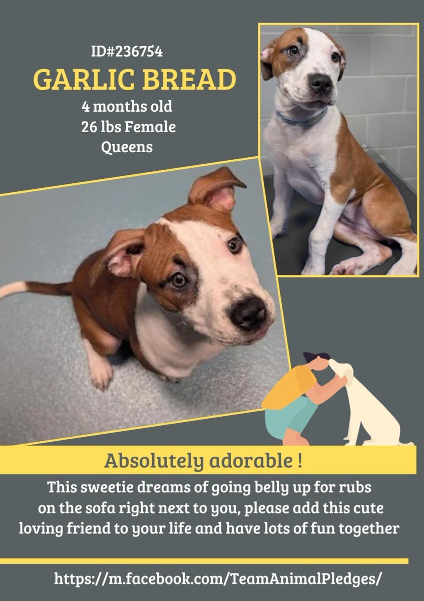 New Intake in Queens ACC: Beautiful Garlic Bread is only 4 mos old. She doesn't belong anywhere near a scary kill shelter.
She needs a real home with a loving hooparent who has the patience &amp; time for such a magical playful puppy.
nycacc.app/#/browse/236754
#Adopt #Foster #Pledge