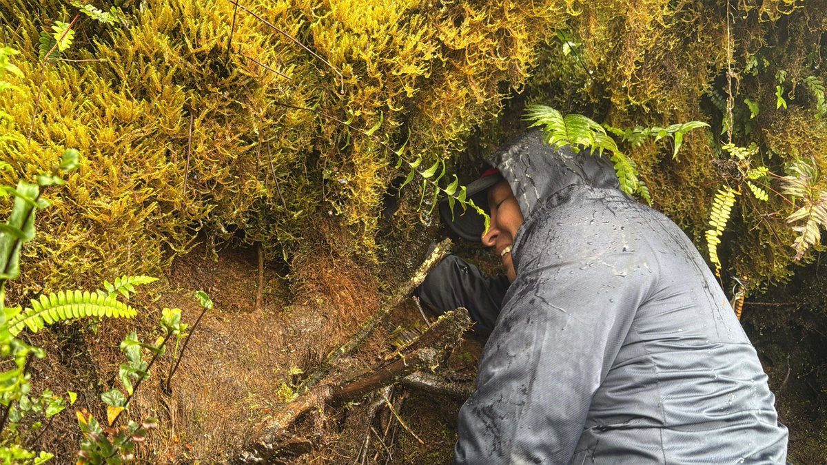 🌿 Guardaparque por un día

En San Cristóbal, la comunidad vivió de cerca el trabajo de conservación de la Dirección del Parque Nacional Galápagos:

✅ Capacitación en flora, fauna y gestión ambiental
✅ Retos diarios de los guardaparques
✅ Buenas prácticas para la vida
