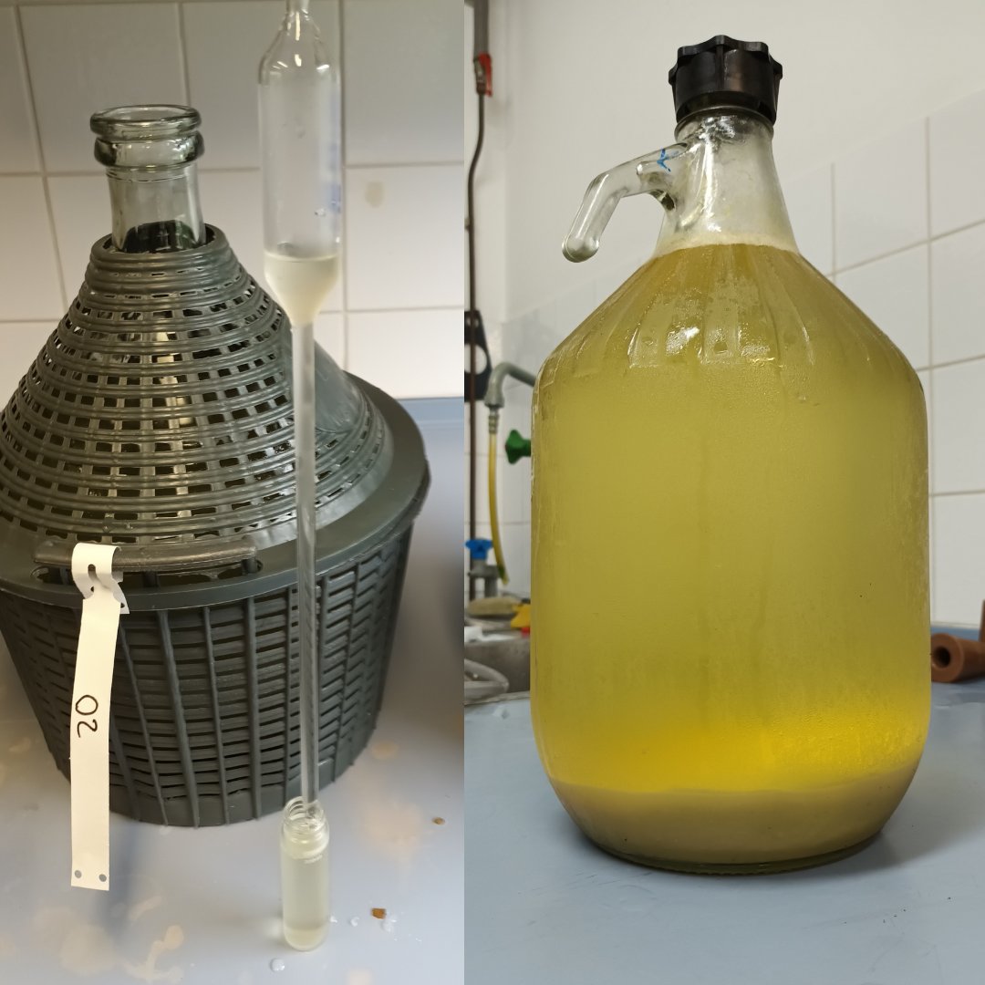 irrigavit's tweet photo. 🇸🇮 Zadnje trgatve na poskusnih vinogradih #IRRIGAVIT 🍇V Šmarju obrana Pinela 2025, zdaj v mikrovinifikaciji 🔬Projekt financiran iz Interreg Italija–Slovenija 🌍
#viticoltura #vino #research #Pinela #Sustainability https://t.co/cjpy6CPAuh