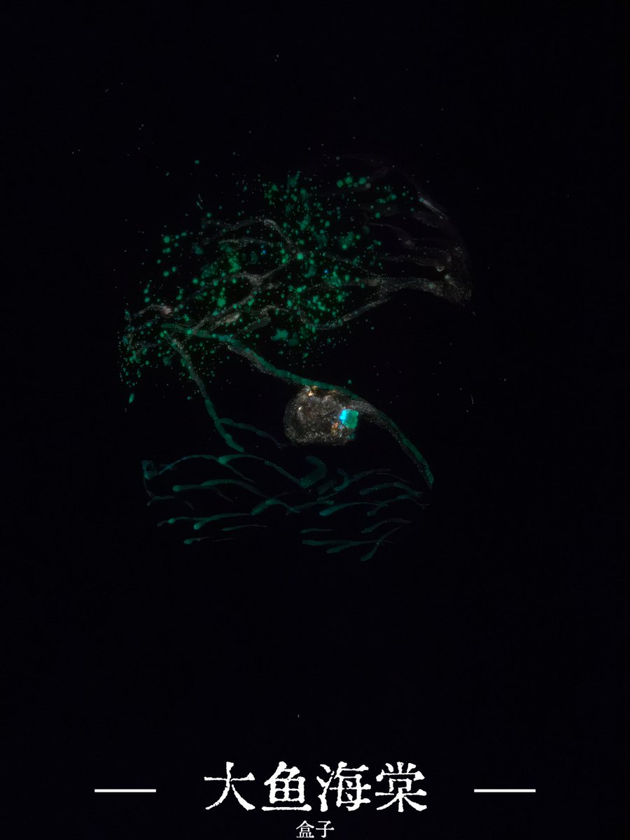 《大鱼海棠》
烛彩泼墨，
身绘鲲鹏；
以肤为海，
跃入椿之梦。
