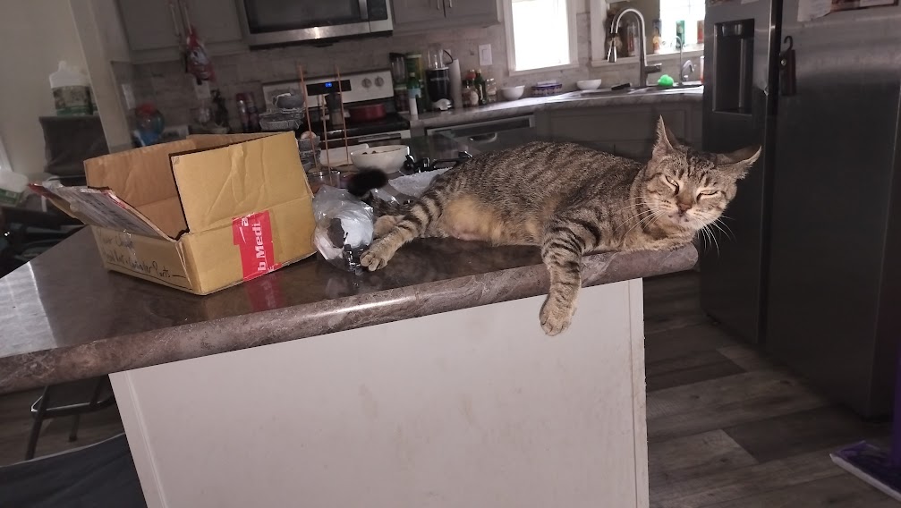 ThatCatDude's tweet photo. *******************Lost Kitty Alert******************** 
Click this Link for more info on Nextdoor: https://t.co/ZCo18IHejS 
Please Re-tweet and share across social media to get the word out. Thank you. ❤️
#LostKitty #LostCat #CatsOnTwitter #Catlover #Anipals 🐈🐈‍⬛ 🐱 =^..^= https://t.co/ZImS5RzSgE