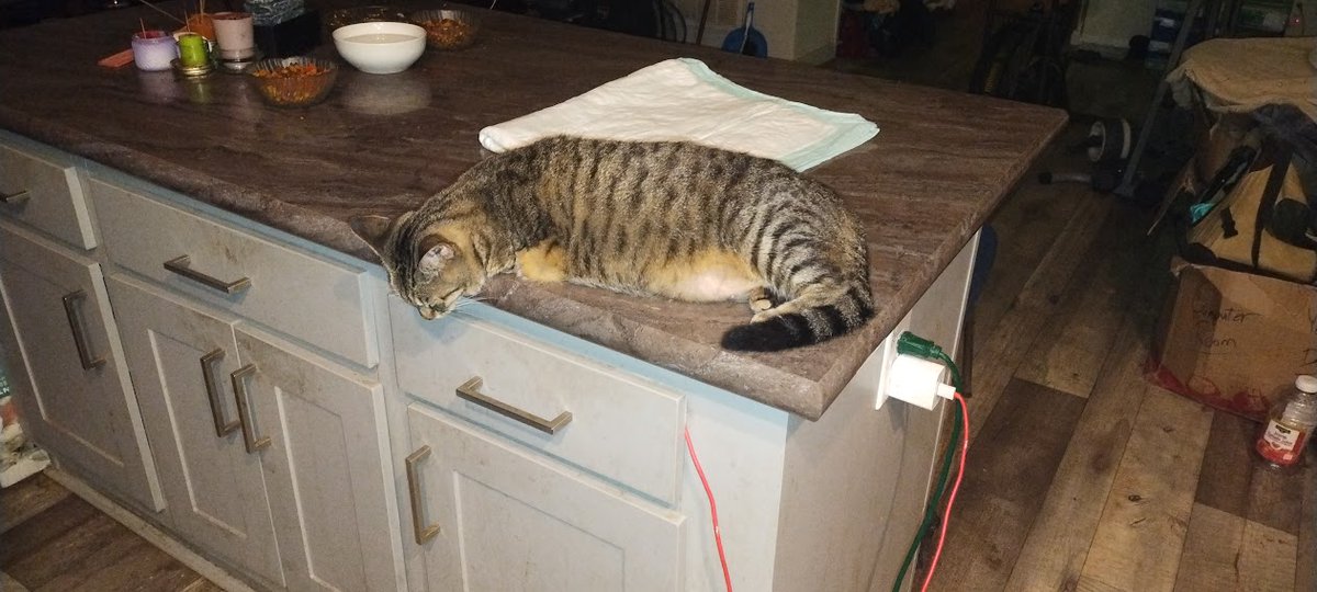 ThatCatDude's tweet photo. *******************Lost Kitty Alert******************** 
Click this Link for more info on Nextdoor: https://t.co/ZCo18IHejS 
Please Re-tweet and share across social media to get the word out. Thank you. ❤️
#LostKitty #LostCat #CatsOnTwitter #Catlover #Anipals 🐈🐈‍⬛ 🐱 =^..^= https://t.co/ZImS5RzSgE