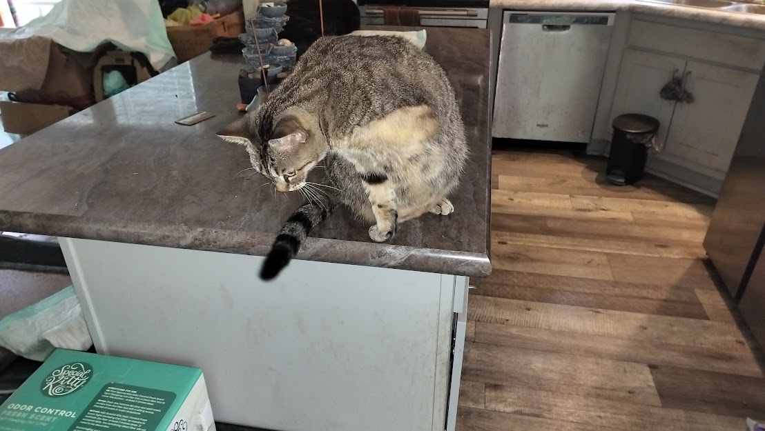 ThatCatDude's tweet photo. *******************Lost Kitty Alert******************** 
Click this Link for more info on Nextdoor: https://t.co/ZCo18IHejS 
Please Re-tweet and share across social media to get the word out. Thank you. ❤️
#LostKitty #LostCat #CatsOnTwitter #Catlover #Anipals 🐈🐈‍⬛ 🐱 =^..^= https://t.co/ZImS5RzSgE