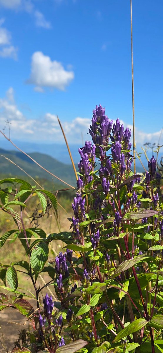 engineereddream's tweet image. Franklin NC, Siler Bald via the Appalachian Trail. September 2025