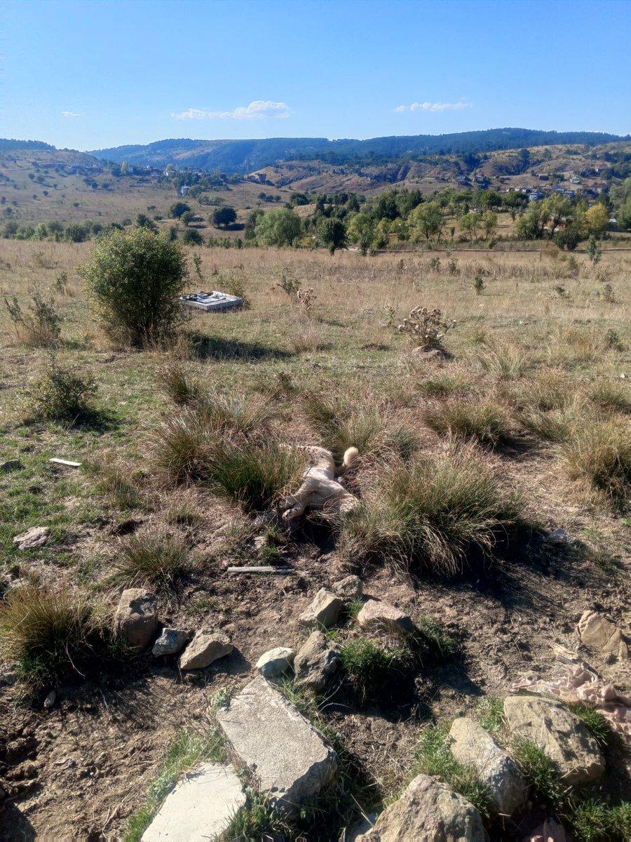 Daha 1 yaşındaydı tam bir ay tedavi gördü kurtuldu Ama bu o***** Çocukların elinden kurtulamadı Ulan o***** evlatları Ben size ne dedim alacağım o hayvanları oradan demedim mi bekleyemediniz mi Bakın size Yemin olsun babamın bütün arazilerini köpek çiftliğine çevireceğim nerede