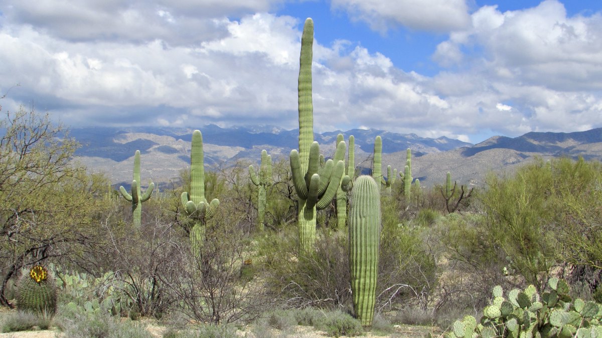 The mighty Saguaro. The sentinel of the Desert.