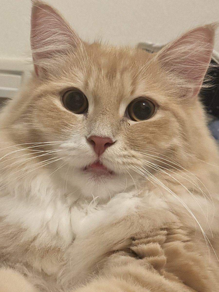 あなた、ベロしまい忘れてますよ…