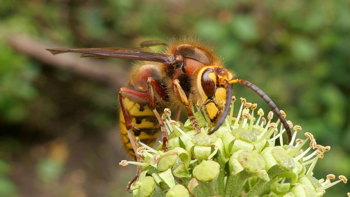 Simon Knott tweet media