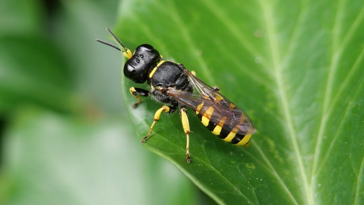 Simon Knott tweet media