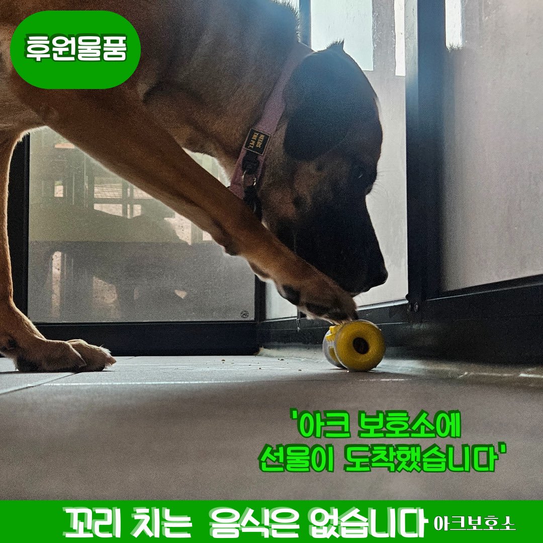 <후원감사>

9월 둘째 주에 온 후원물품들을 기록했습니다.
이번 주는 아주 바쁜 주였습니다. 임보를 가기도 했고 다같이 봉사하러 오시기도 하시고 공구하는 물품울 보내주시기도 하시고 이런 여러분들이 있기에 아이들은 하루를 배고푸지않게 보낼 수 있습니다.
장난감 처음 가지고 노는 아이들도