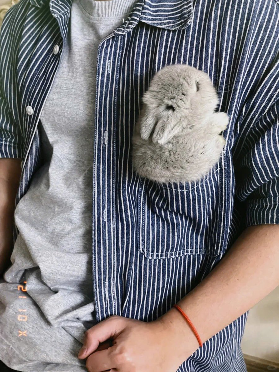 Why you should have a rabbit (@shouldhaverabit) on Twitter photo 