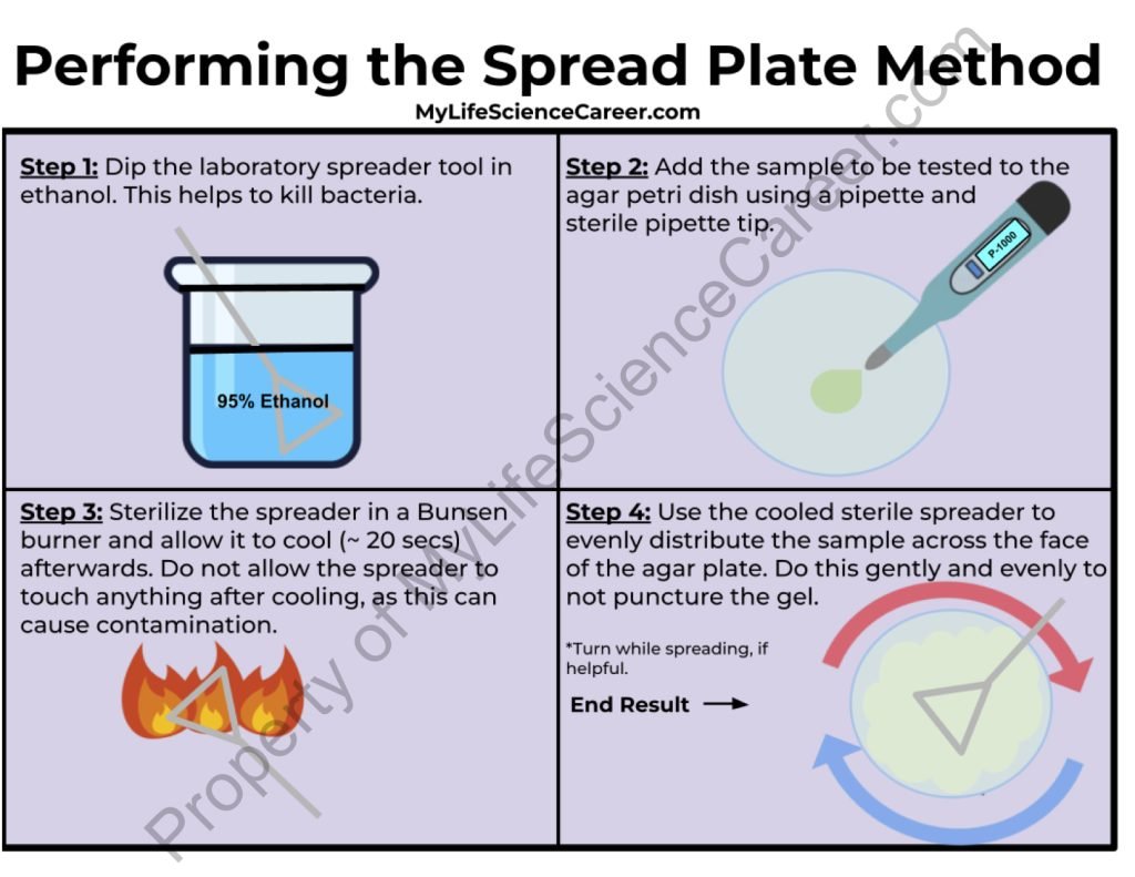 myLScareer's tweet image. The Spread Plate Method helps microbiologists detect and study bacteria. Learn how and why the spread plate method is performed in the lab, here: mylifesciencecareer.com/spread-plate-m…
#SpreadPlateMethod #Microbiology #Laboratory #ScienceExperiment #Biology #Biotechnology #Biochemistry