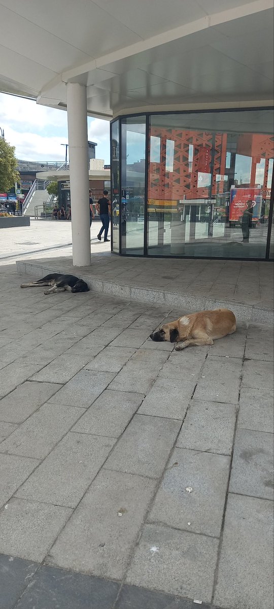 Aslindaca's tweet photo. @NiluferSabuncu Dudullu metrosu çevresi onlarca köpek. Ümraniye belediyesi neden toplamıyorsun başıboş köpekleri???
@RTErdogan 
@AliYerlikaya 
@gul_davut 
@ismetyildirimtr 
@umraniyebeltr https://t.co/5vcyk7kgzo