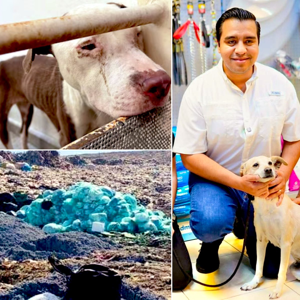 Hoy Sta Cararina es ejemplo de que la sociedad defendera la vida de los animales. La represión social del alcalde asesino <a href="/JesusNavaNL/">Jesús Nava</a> contra sus habitantes es una "alerta", hace unos días dijo que se le retorcia el estómago con la reporteta <a href="/rynram/">Reyna Haydee Ramírez</a> por sus preguntas a Claudia