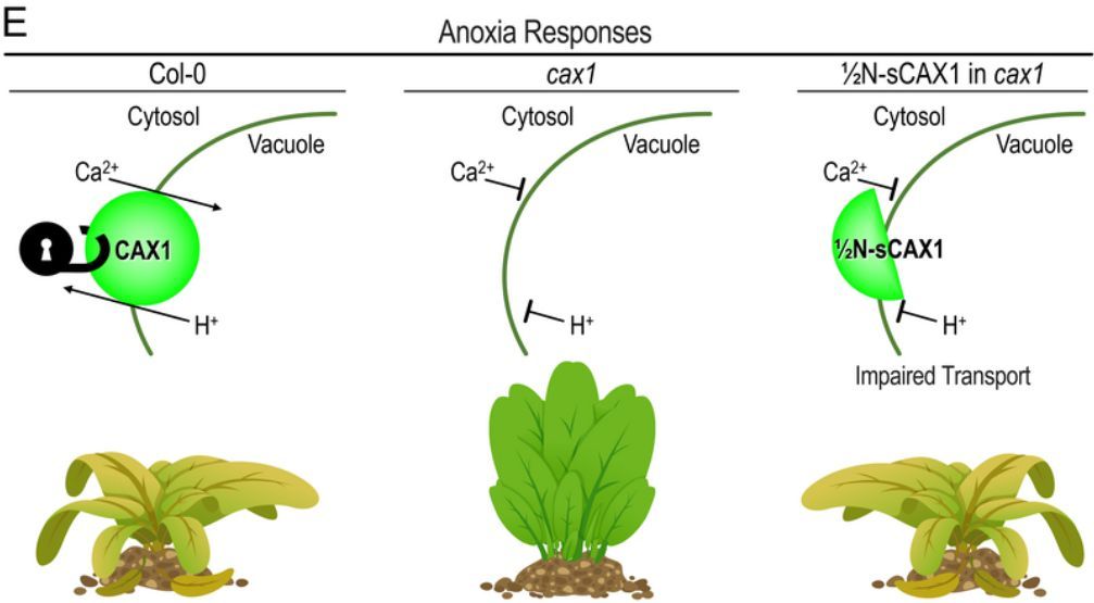 An N-terminal transport-deficient module of CATION EXCHANGER1 is sufficient to trigger anoxia stress responses (Hormat Shadgou Rhein, Shayan Sarkar, Antonella Gradogna, et al) doi.org/10.1093/plphys…  <a href="/ASPB/">ASPB</a> #PlantSci