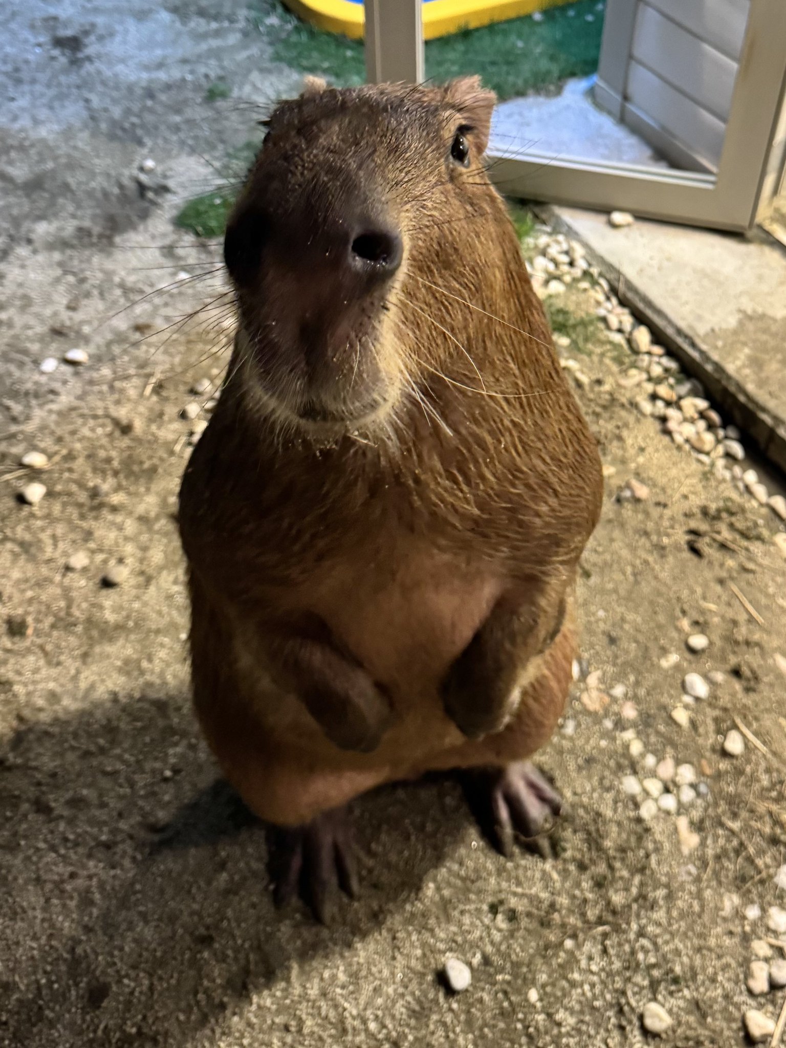 愛知カピバラ飼育養成所 on X
