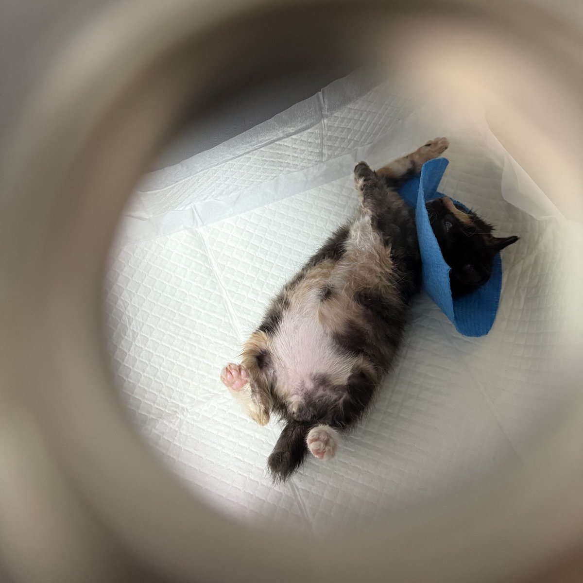 배불뚝이 아기보로