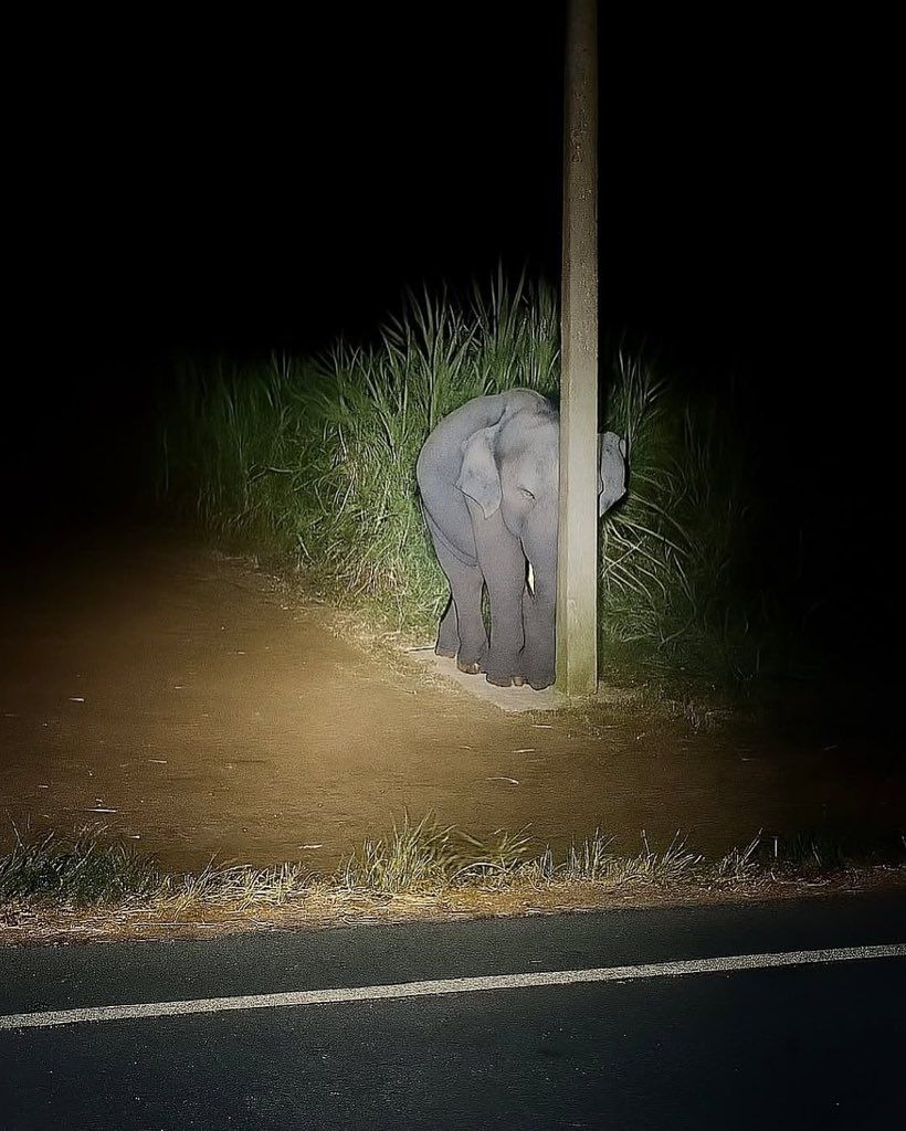 Khanmohammed12's tweet image. #tuesdaymotivations
#TuesdayFun

Cute Baby Elephant Hiding Behind Light Pole After Eating Sugarcane 😊👌