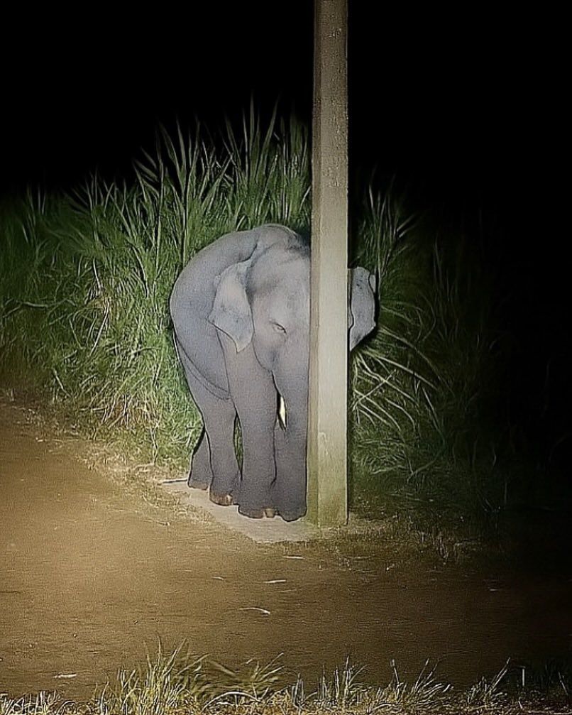 Khanmohammed12's tweet image. #tuesdaymotivations
#TuesdayFun

Cute Baby Elephant Hiding Behind Light Pole After Eating Sugarcane 😊👌