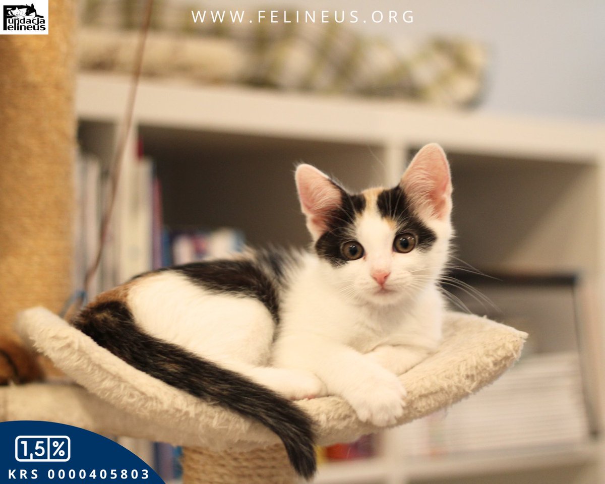 Towarzyska, kolorowa kotka czeka na dom ❣️

Luna to trójkolorowa koteczka urodzona w lipcu 2025r. Jest wesoła, wszędobylska i bardzo ciekawska. Po zabawie lubi odpocząć na kolanach i wtedy głośno mruczy. Luna to kotka niesamowicie towarzyska, dlatego najlepiej gdyby w nowym domu