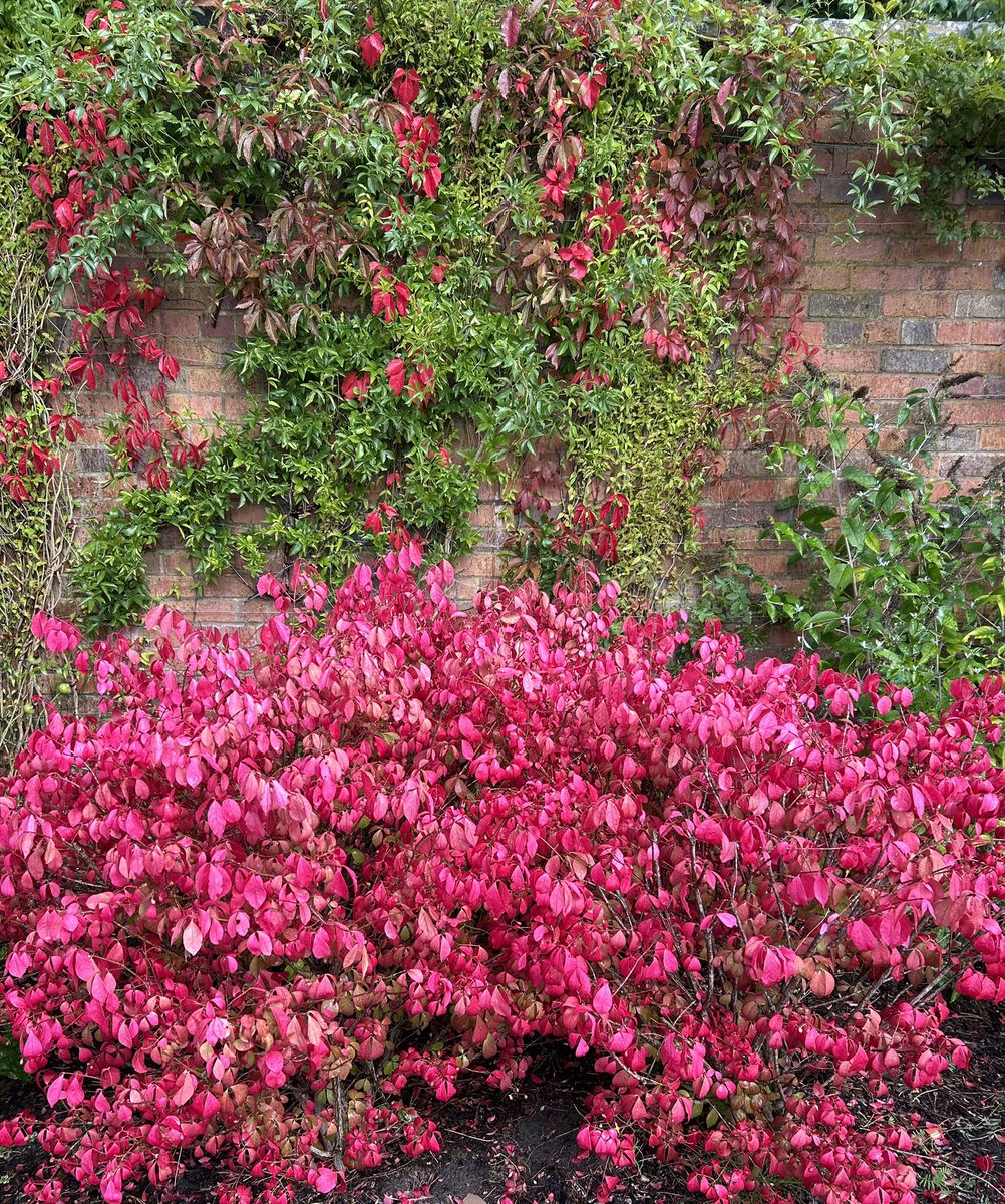 Euyonmus alatus looking stunning in Alexandra Park today <a href="/OldhamCollege/">Oldham College</a> <a href="/OldhamCouncil/">Oldham Council</a>
