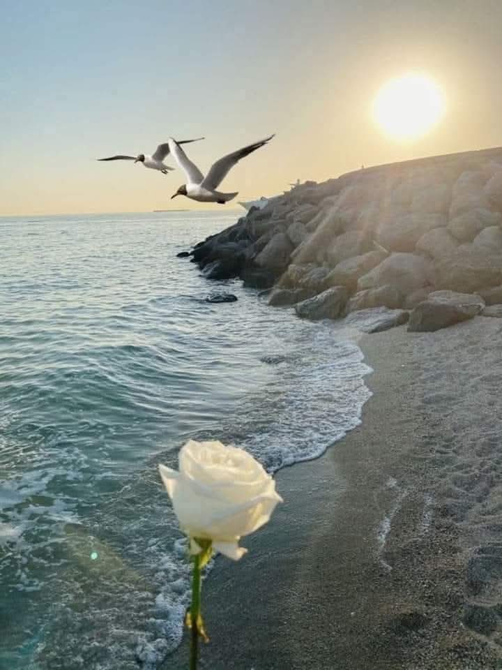 السُفُن لا تغرق بسبب المياه المحيطة بها...

ولكن بسبب المياه التي تتسرّب إليها...

لا تدع ما يحدث حولك... يثقل كاهلك ويغرقك...

✒️📚