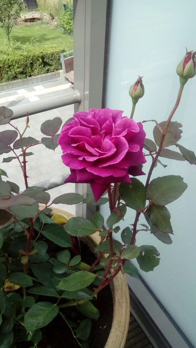 💌 Love is when the other person’s happiness is more important than your own. 
#Photography #Flowers #Rose #rose