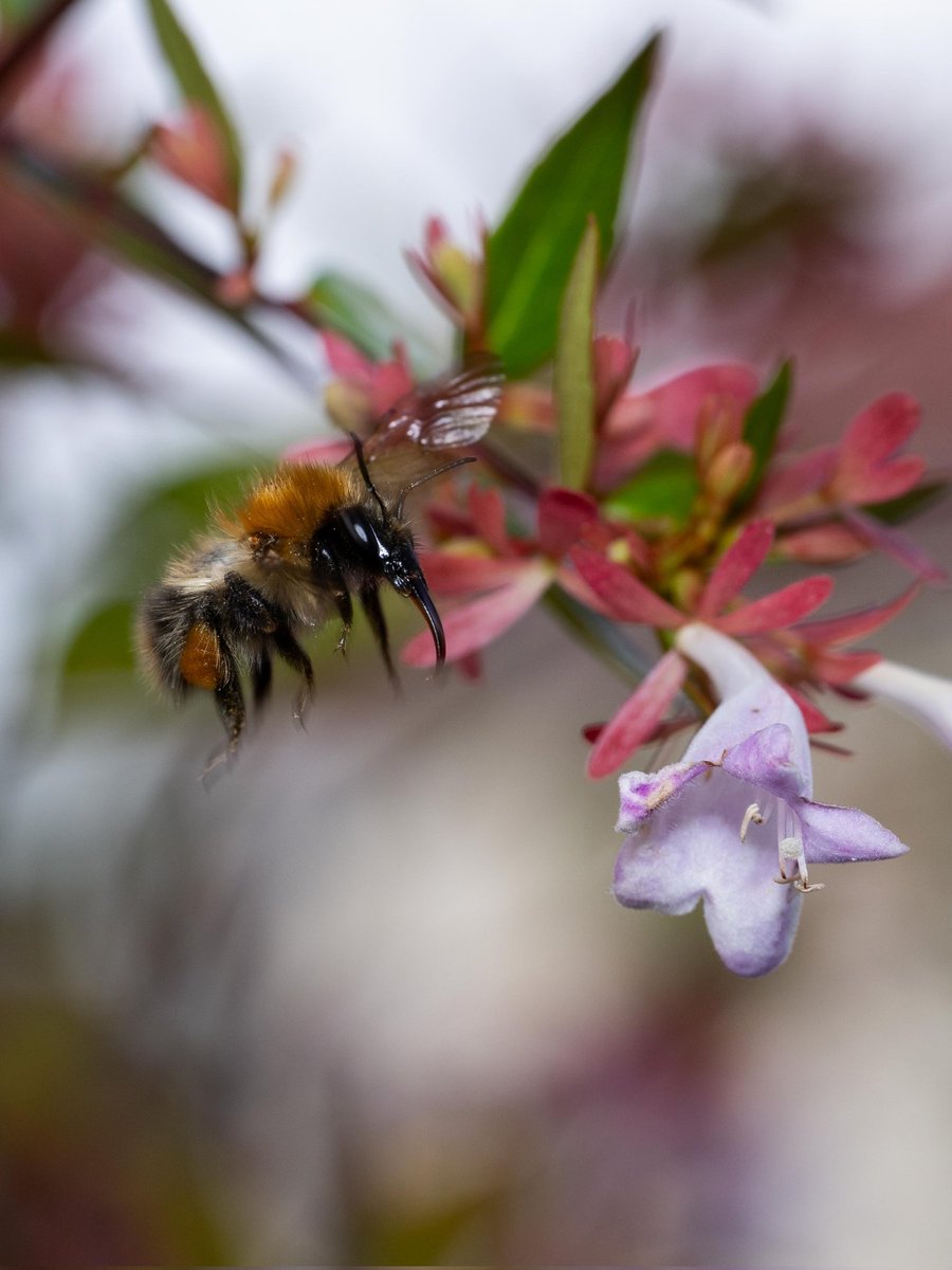 eeviewonders's tweet photo. Target in sight #Togtweeter #ThePhotoHour #snapyourworld #insects #flies #pollinators #flowers #plants #NaturePhotography #bee #hoverfly #bumblebee https://t.co/RfIW3MLw7R