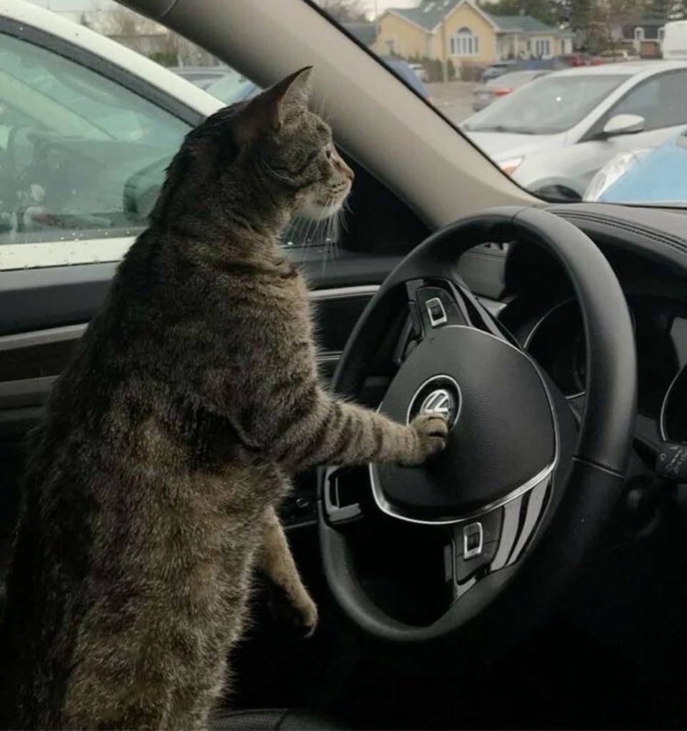 ⭒ max verstappen as cats ⭒ (@kittenstappn) on Twitter photo 