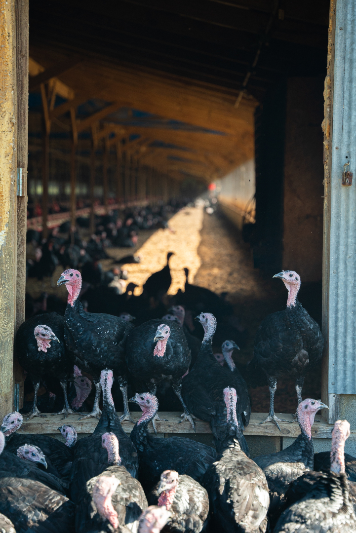 🦃 Our Free-Range Heritage Black Turkeys graze on a diverse diet, building rich flavor &amp; tenderness for a holiday meal worth remembering. 🍴✨
