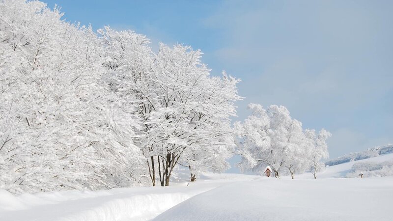 Elvis Benavidez tweet media