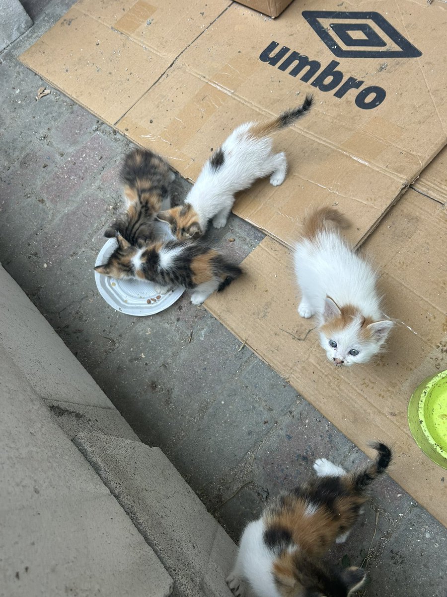 Bu lokumları son anda kurtarmışlar. Sonları olmaz. Lütfen yuva. En azından paylaşın, lütfen