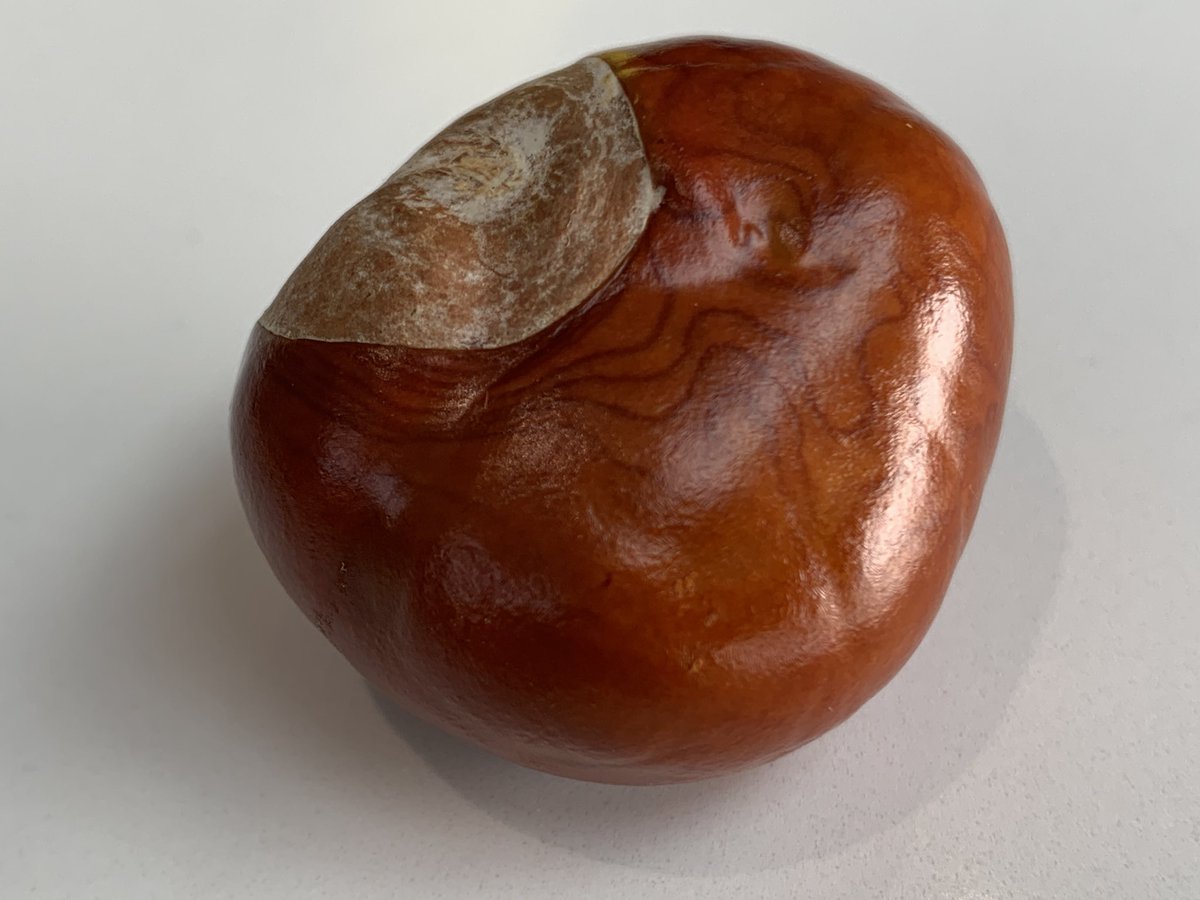 Utterly bonkers about conkers!

Horse Chestnut (Aesculus hippocastanum)
#autumn #conkers